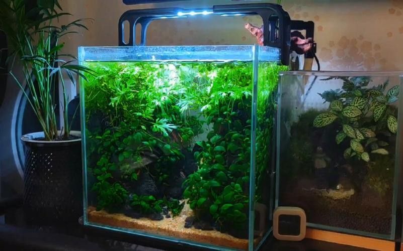 龍魚缸放什么植物