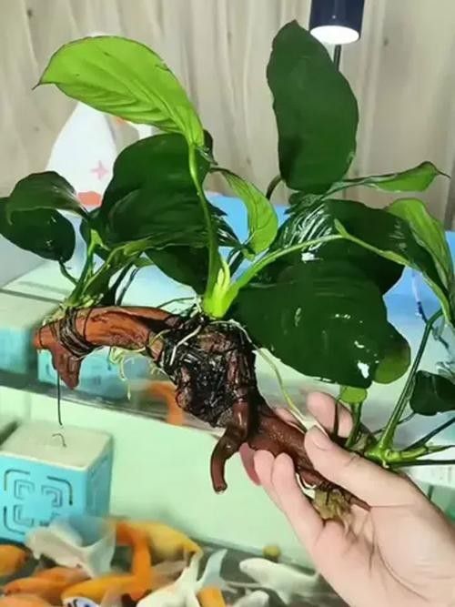 龍魚缸放什么植物