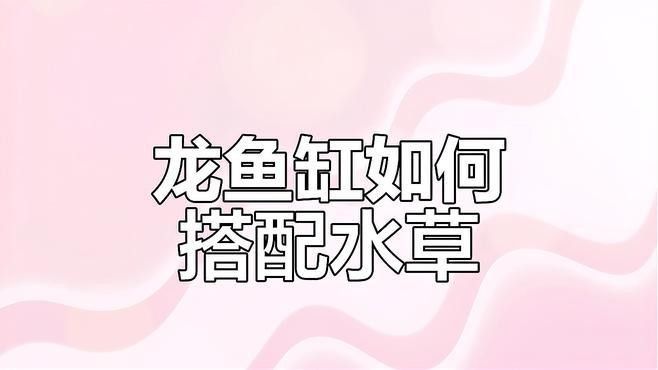 龍魚缸放什么植物