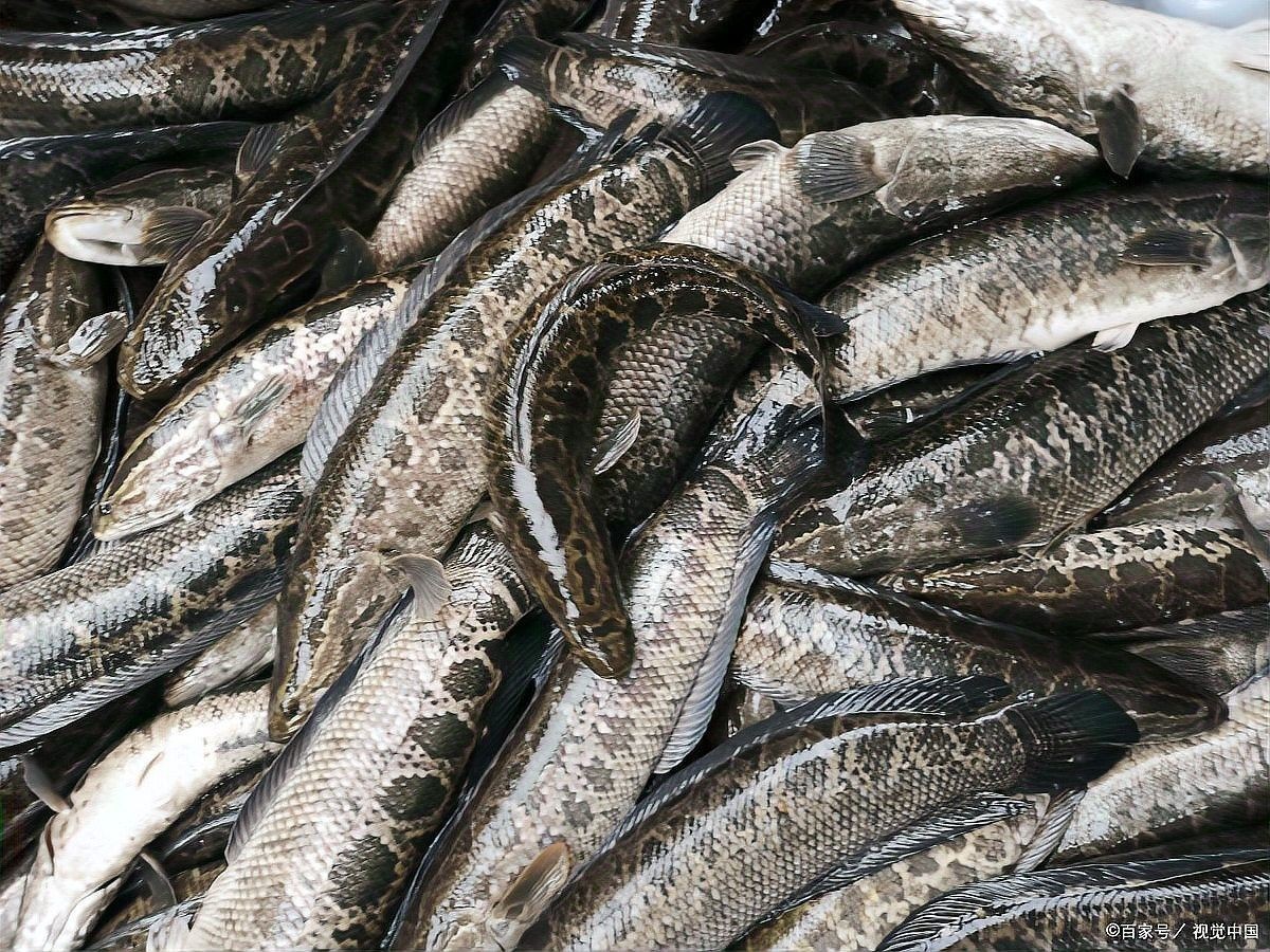 雷龍魚為什么這么貴啊圖片大全