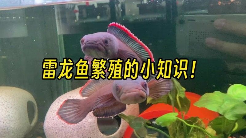 雷龍魚為什么這么貴啊圖片大全