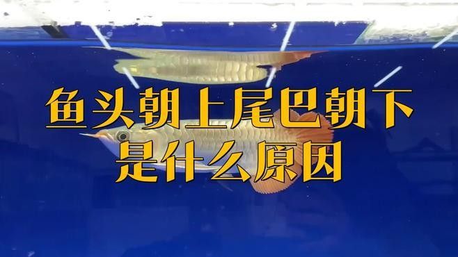 龍魚尾巴下沉是怎么回事