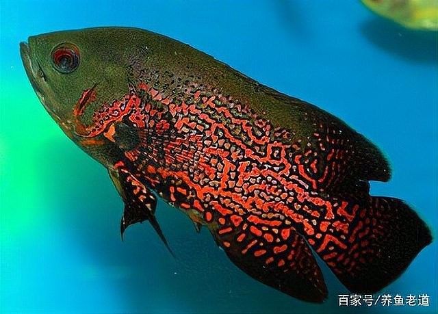 龍魚水霉病和蒙眼病的區別