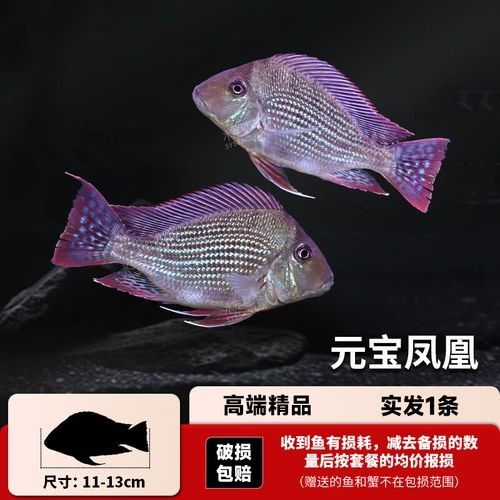 龍魚混養魚推薦圖片