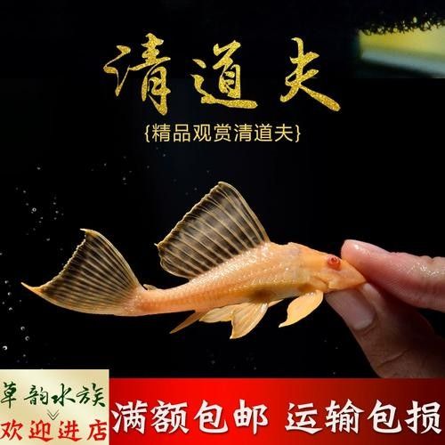 龍魚混養魚推薦圖片