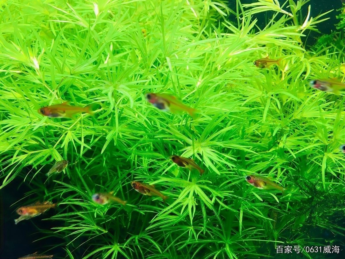 龍魚換水時可以洗棉嗎？