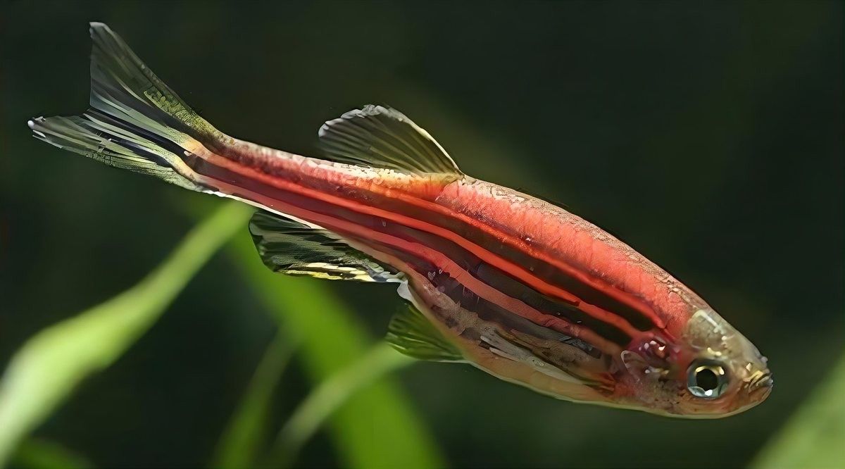 銀龍魚和翹嘴魚哪個(gè)好養(yǎng)
