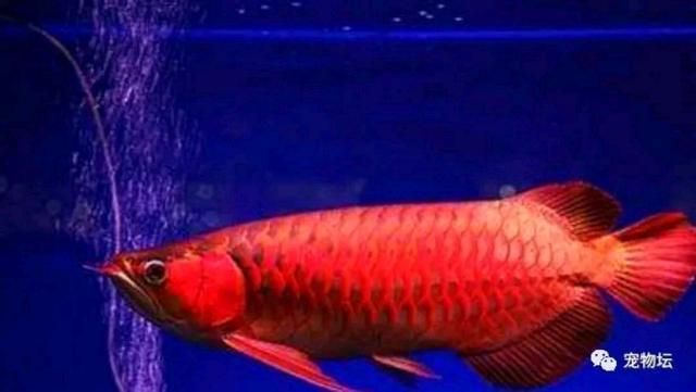 怎么看小紅龍魚鱗片發色