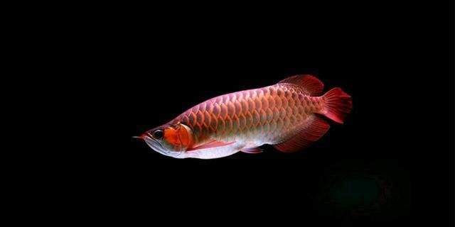 怎么看小紅龍魚鱗片發色