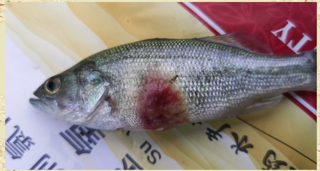 龍魚爛身病有哪些預防措施？
