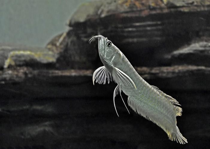 銀龍魚放生的后果圖片