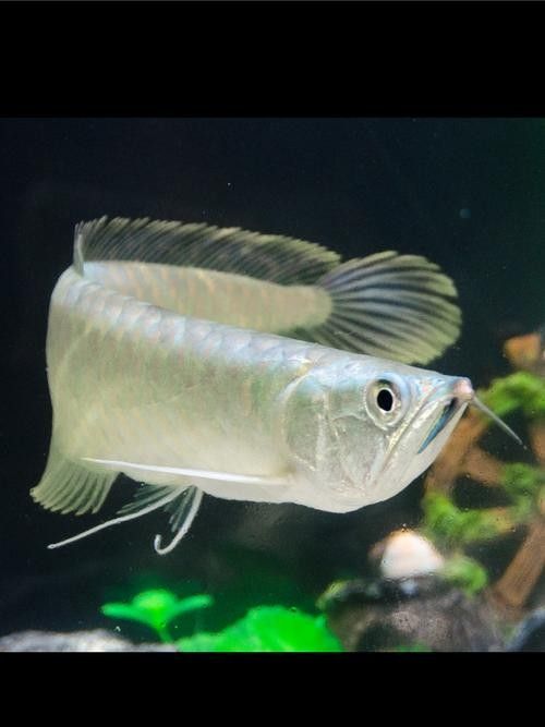 銀龍魚放生的后果圖片