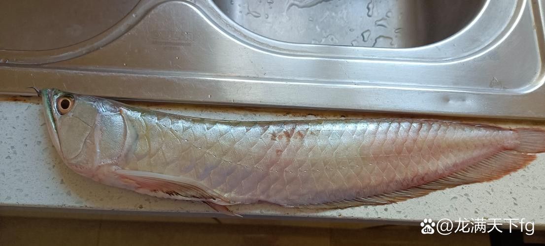 銀龍魚放生的后果圖片