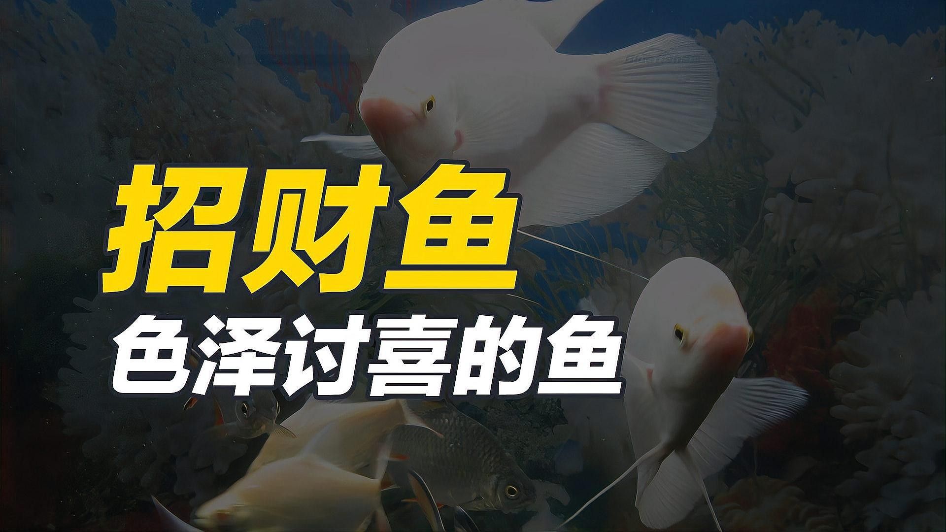 銀龍魚放生的后果圖片