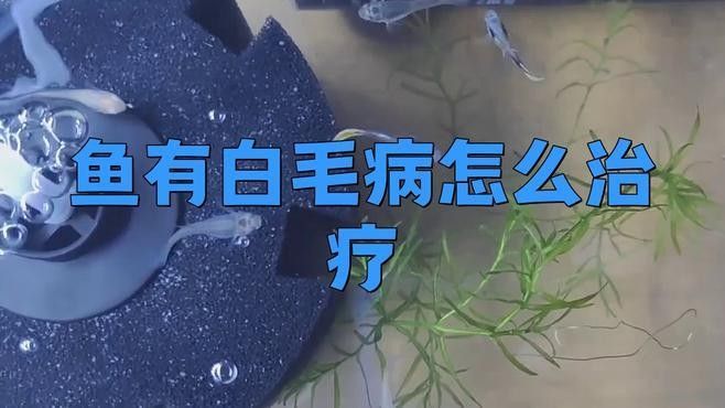 龍魚白霉病治療需要多長時間？