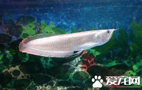 銀龍魚(yú)最?lèi)?ài)吃什么食物圖片