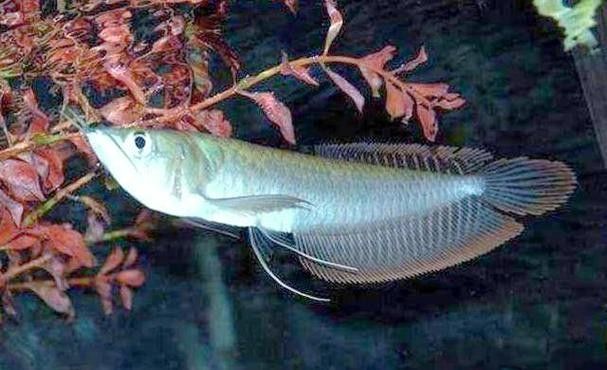 銀龍魚(yú)最?lèi)?ài)吃什么食物圖片
