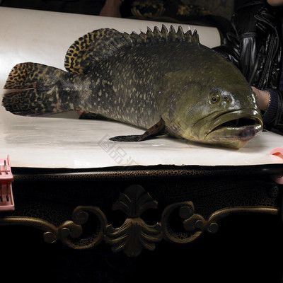 龍躉魚圖片