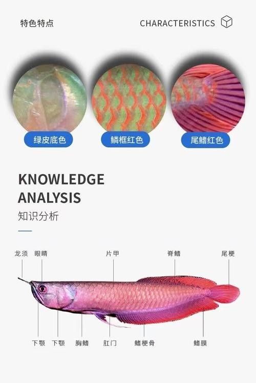 銀龍魚和紅龍魚的區別圖片