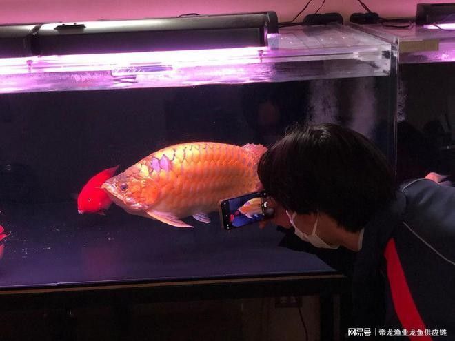銀龍魚和紅龍魚的區別圖片