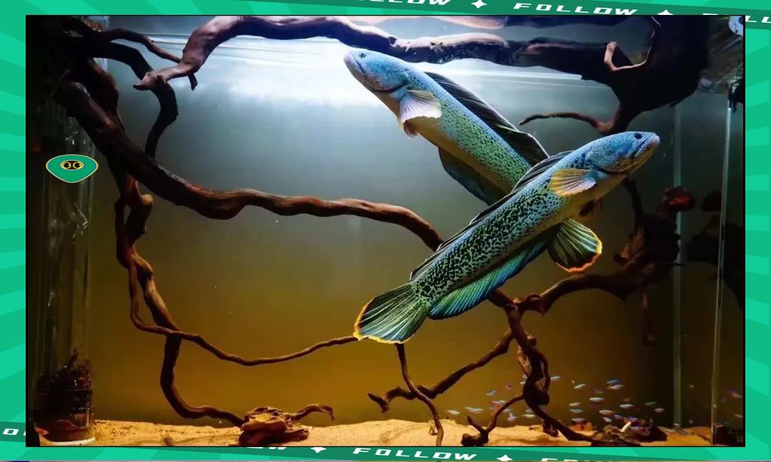 雷龍魚是不是黑魚