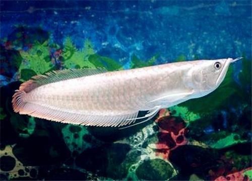 銀龍魚長多快才算成年