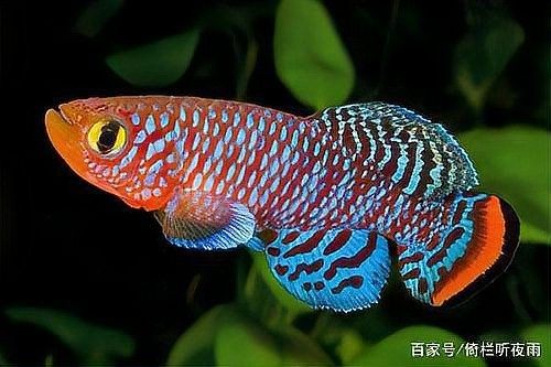 龍魚能養多少年