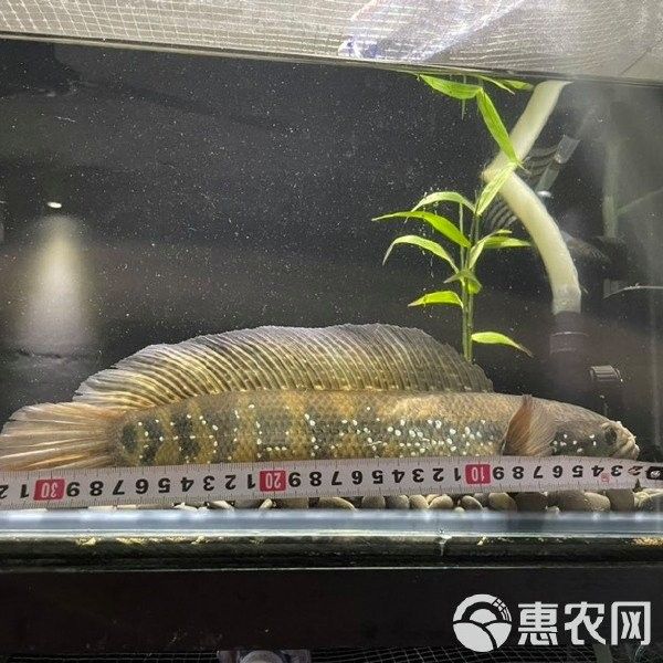 雷龍魚哪里有賣的啊