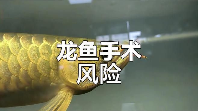 龍魚(yú)手術(shù)后需要哪些護(hù)理？ 龍魚(yú)手術(shù)后需要哪些護(hù)理？ 龍魚(yú)百科 第2張
