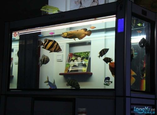 龍魚可以和哪些魚混養呢圖片