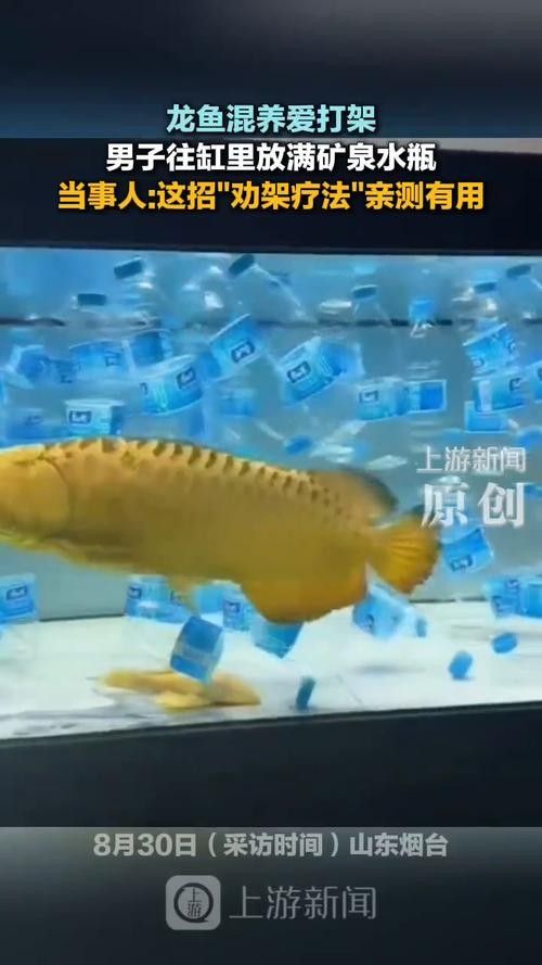 龍魚可以和哪些魚混養呢圖片