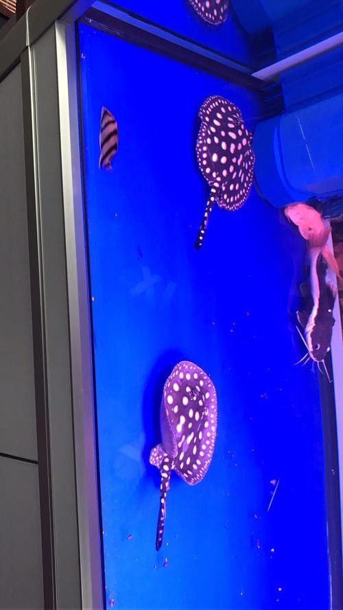 龍魚可以和哪些魚混養呢圖片