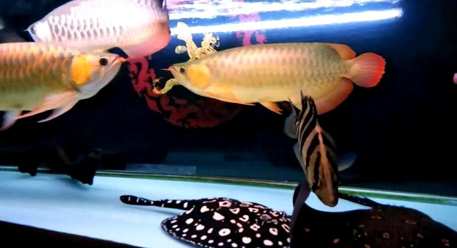 龍魚可以和哪些魚混養呢圖片