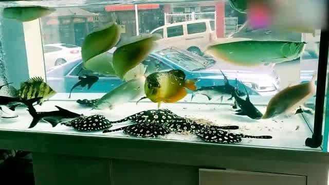 龍魚可以和哪些魚混養呢圖片