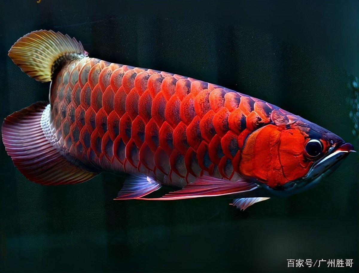 龍魚是觀賞魚嗎