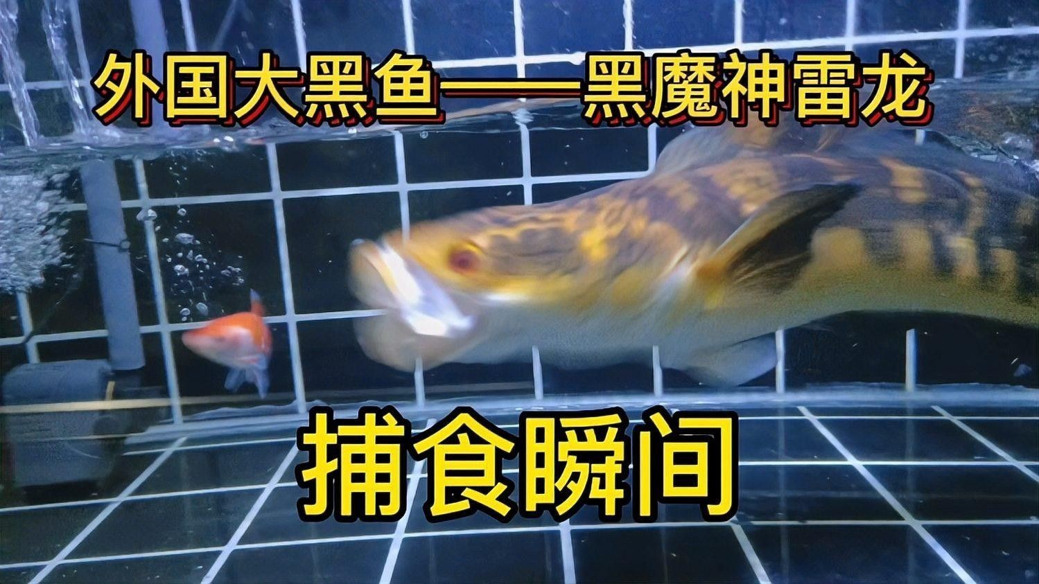 黑魔神雷龍魚種類