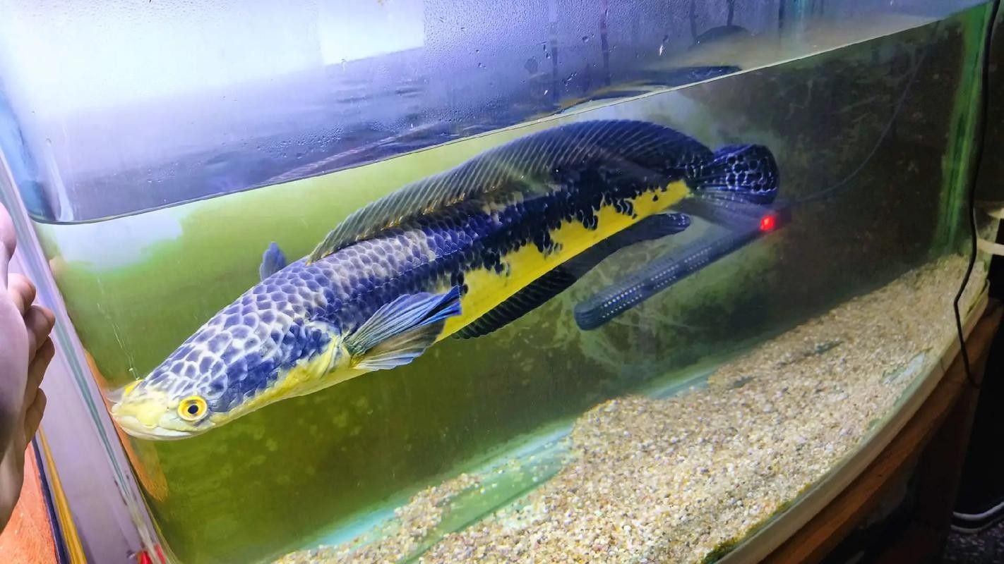 黑魔神雷龍魚種類