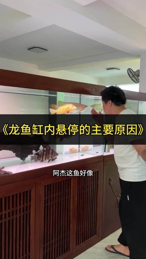 龍魚沉在水底怎么回事兒圖片