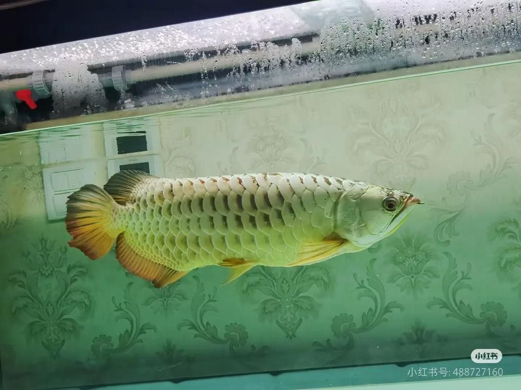 龍魚沉在水底怎么回事兒圖片