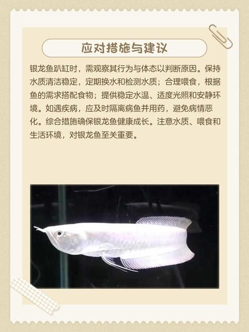 龍魚沉在水底怎么回事兒圖片