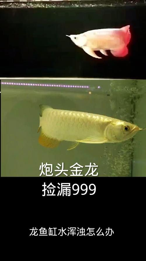 龍魚沉在水底怎么回事兒圖片
