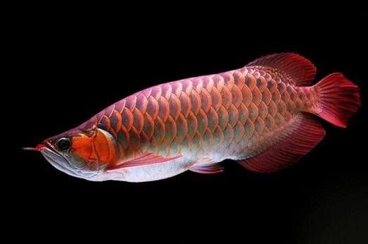 龍魚沉在水底怎么回事兒圖片
