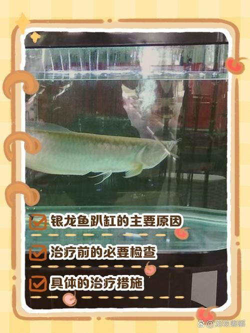 龍魚沉在水底怎么回事兒圖片