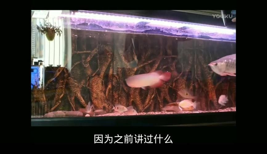 龍魚吃什么發(fā)色好看