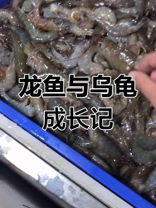 龍魚吃什么發(fā)色好看