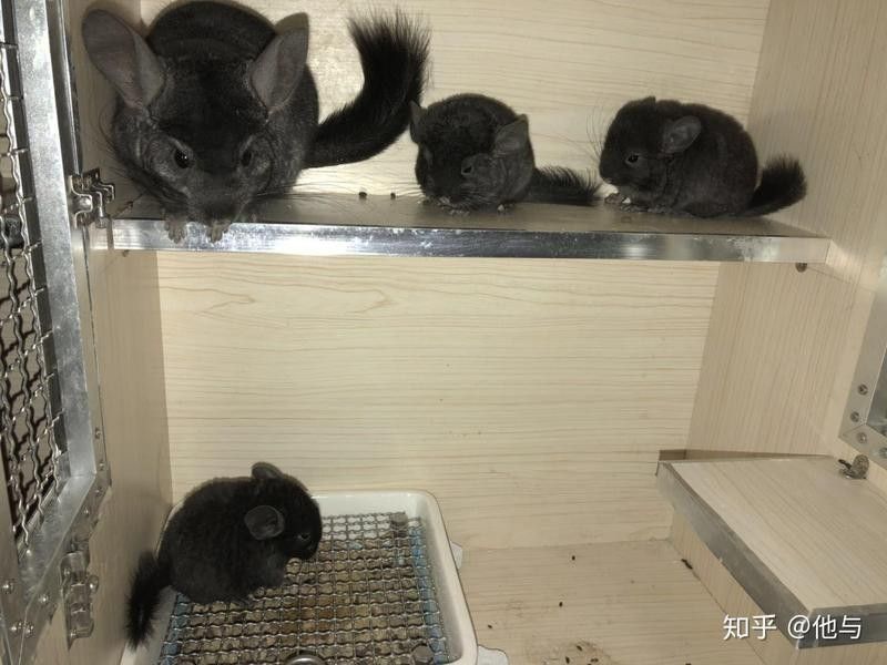 龍貓繁殖的最佳年齡是多少？