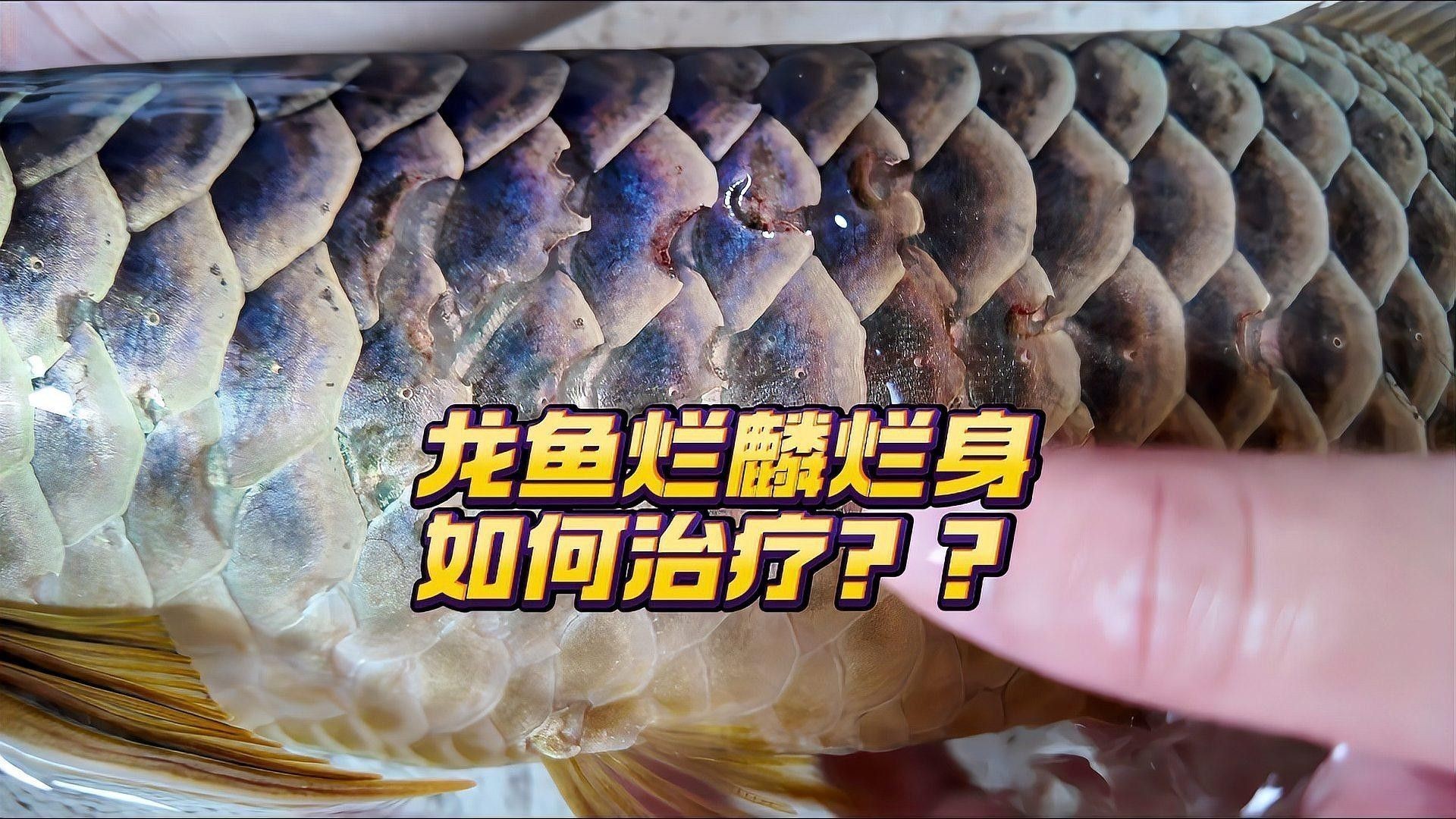 銀龍魚爛鱗怎么治療視頻教學大全