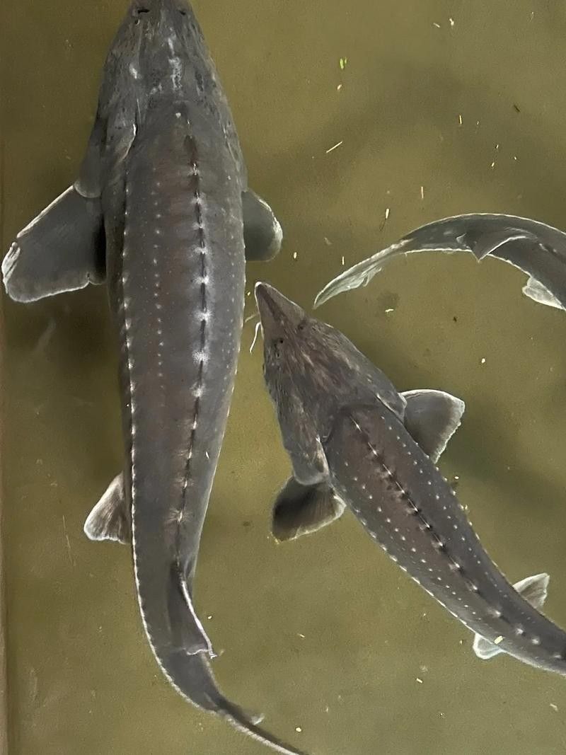 鱘龍魚圖片中華鱘