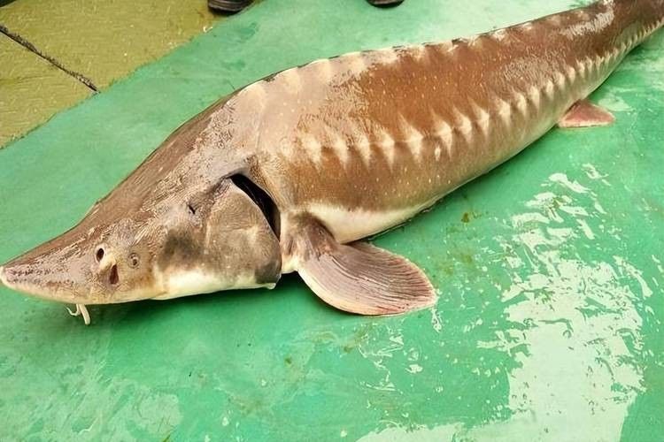 鱘龍魚圖片中華鱘