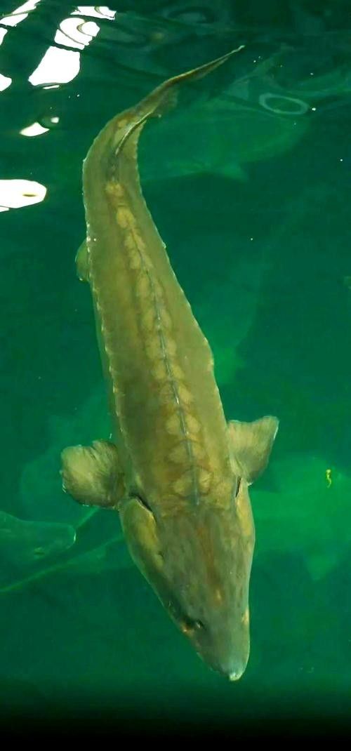 鱘龍魚圖片中華鱘